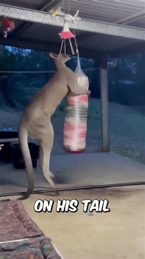 Watch This Kangaroo Master The Art of KICKBOXING