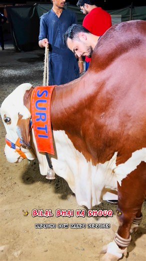 5.4K views · 165 reactions | MASHAALLAH MASHAALLAH BILAL BHAI QURBANI 2025 ✨❤️ | Karachi Cow Mandi Services | Facebook