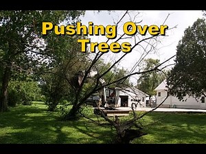 5 Ton and 3.5 Ton Bobcat Mini Excavators vs Trees