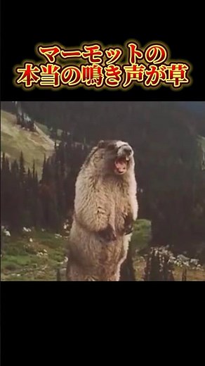 マーモットの本当の鳴き声が可愛すぎるw#マーモット#可愛い#sho