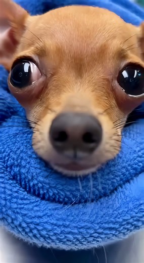 My little trembling burrito. Pip was shaking so hard after his shots that the vet wrapped him in a warm towel to calm him down. He looks absolutely microscopic in there. He tried to wiggle his paw out, but he's stuck. That look he gives me when he realizes he can't move... his eyes are just swimming in tears. He looks like a helpless baby. I carried him out to the car just like this. | Animal Chaos