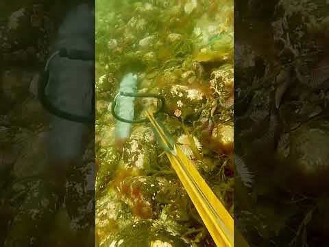 Shooting the best TASTING fish in the entire ocean #spearfishing #wolffish #freediving