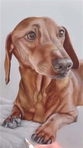 How to Draw Realistic Dog Paws Step by Step