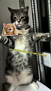 1. Les Chats Qui Dansent Mieux Que Toi – Tu Vas Craquer 😂 #shortsfr