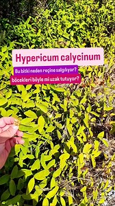 3.9K views · 35 reactions | Hypericum calycinum koyunkiran bitkisi ,...