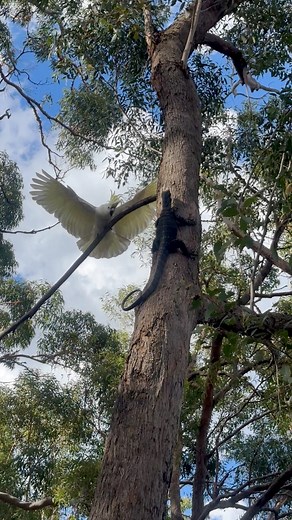 Lace Monitor VS the Cockatoos I feel pretty bad for the Lacey’s around home. You always know whenever they’re active because there’s always a swarm of cockies harassing them for hours. Then again, the Lacey’s do eat their babies and raid the nests. Fair’s fair #lacemonitor #sulphurcrestedcockatoo #lizard #reptile #herps #herpetology #australianwildlife #macro #reels #shorts #bbcearth #ausgeo #squamata #australia #nikon #australiagram #wildlifephotography #seeaustralia #earthcapture #fieldherping