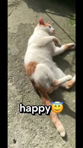 wdyt abt this cat? is it thicc enough?? 😸 #shorts