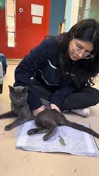 How to Express an Incontinent Cat