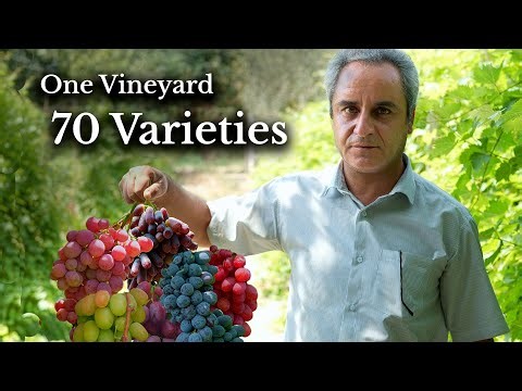 70 Grape Varieties in One Vineyard | A Hidden Paradise in Iran