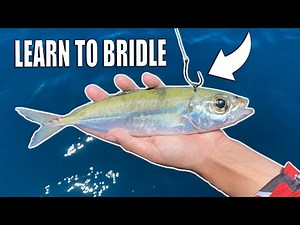 How to Rig & Bridle Live Bait for Drifting Kite Fishing Bump Trolling