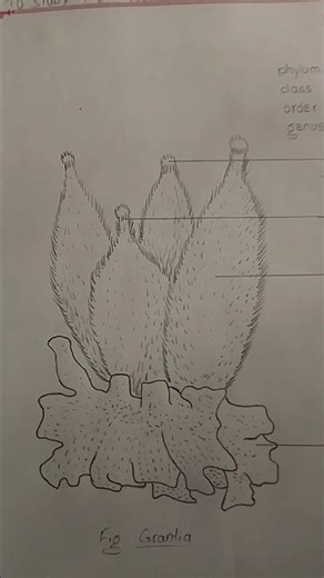 Grantia #shorts #biology