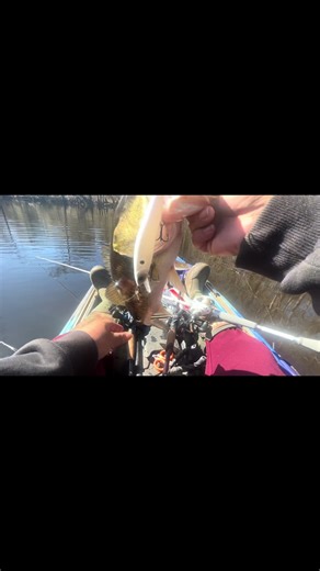 Bass fishing with a jerkbait is easy mode #bassfishing #fishtok #fishinglife #kayakfishing #riverfishing