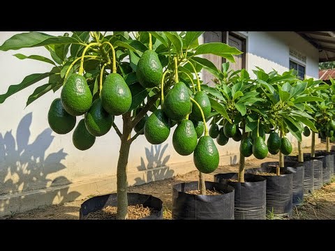 Avocado Tree Growing and Abundantly Fruiting at Home | Avocado Fruit Close-Up