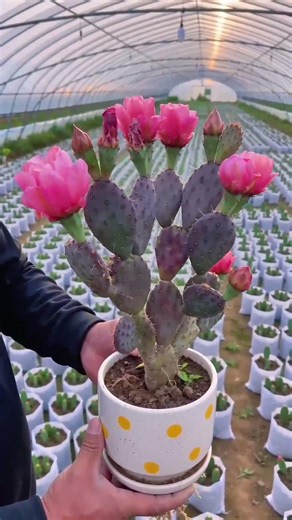Breathtaking Cactus Flower Blooming! 🌸✨
