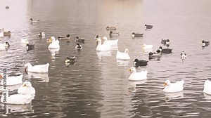 Emden or Embden is a German breed of domestic goose. It is named for the town of Emden in north-westernmost Germany. Mallard ducks.