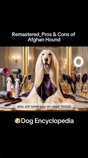 Remastered_Ep.14: Pros & Cons of owning an Afghan Hound #afghanhound #doglove #puppy #puppylove