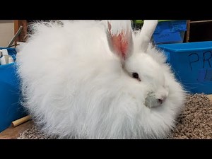 1) Giant Angora Rabbit Shearing; Tammy's set up for shearing Giant Angora Rabbits