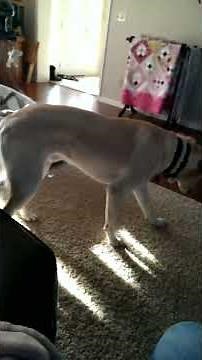 Dog covers sleeping baby up