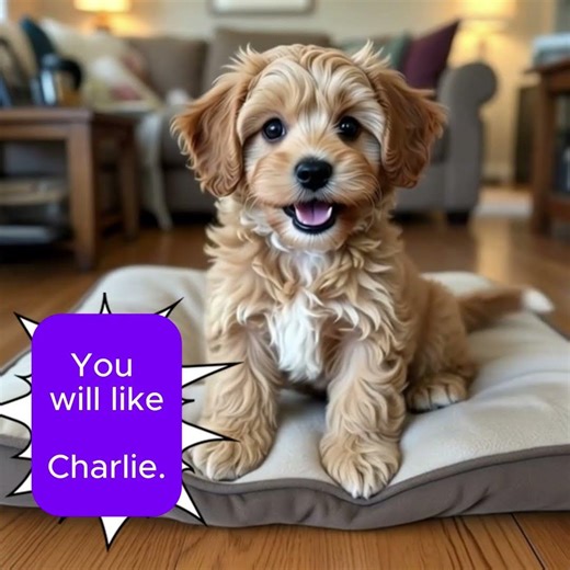 myltipoo puppy🥰 #dog #myltipoo#dogvideos #dogs#pets