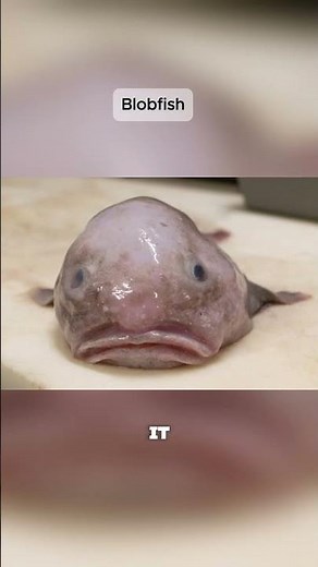 This ‘Ugliest Animal’ Isn’t Actually Ugly… Here's The Truth