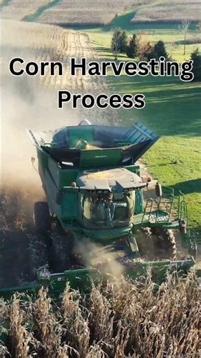 Corn Harvesting Process | Corn Harvesting Field | Maize Harvesting | Corn Harvesting Techniques