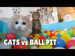 Cats vs Ball Pit | Kittisaurus