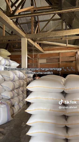 🌾Beras solok asli 100% tanpa campuran beras luar solok #fyp #fouryoupage #beras #berassolok #berassuper #hasilbumi