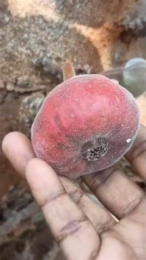 இப்படி ஏமாந்து போயிட்டேன்! 😂அத்தி பழம் #shorts #viral #trending #fruits #elephantear #figfruit #tree