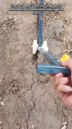 Farmers efficiently remove used irrigation tape after harvest.