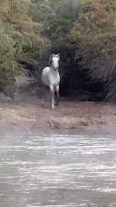 117K views · 24K reactions | SALT RIVER APPARITION On a cold morning when the mist was rising off the river, two beautiful Salt River horses appeared in the trees pausing before crossing the river. November 2022 in Arizona | SW Goudge Photography | Facebook