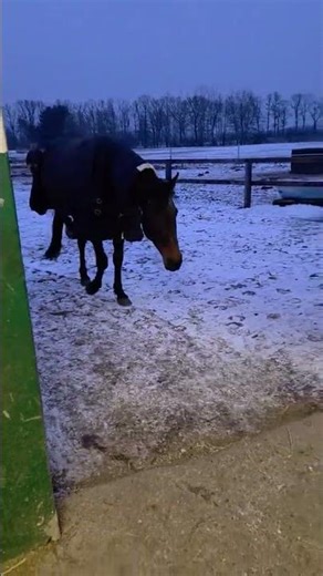 Klacz Cerenade (Flicka), luty 2026