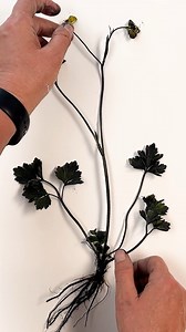 16K views · 288 reactions | I’ve been monoprinting a whole buttercup...