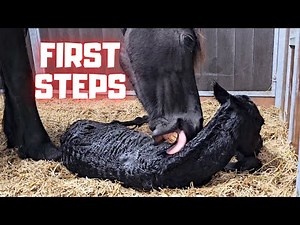 How does a mare ensure that her foal stands up? | Friesian Horses