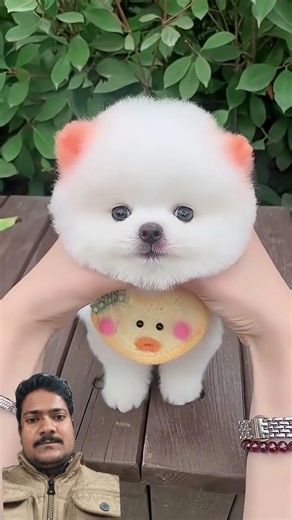Cute dog china #funny #shortvideo #shorts #youtubeshorts #youtubevideo