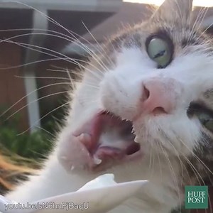 716K views · 6.4K reactions | Learn from these ice cream-loving cats' mistakes and take it slow with the frozen treats this summer. | AOL | Facebook