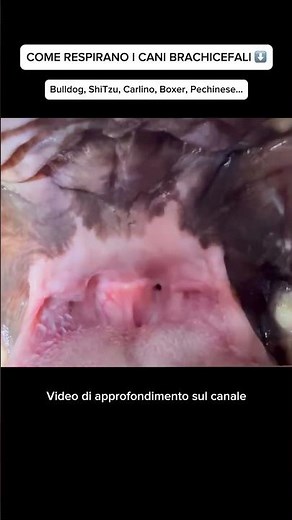 Come respirano i cani brachicefali? #medicinaveterinaria #cani