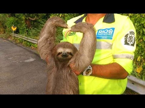 Animals you never knew could be so loving and affectionate