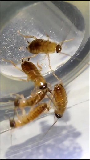 Fire Ants vs. Roaches: Nature at Home Exploration