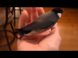 HAND TAMED WHITE JAVA FINCH AND BABY JAVA FINCHES