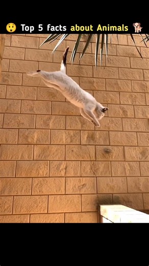 🔥 Top 5 Animal Facts on Earth You Didn’t Know 😱 #facts #animals #shorts