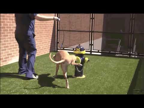 Dog Peeing On Michigan Fire Hydrant