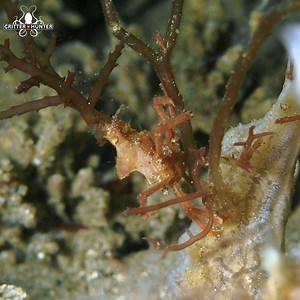 Decorator crabs are known for their fashion-forward style. These clever crustaceans adorn themselves with various materials found in their environment, including seaweeds, sponges, algae, and even tiny rocks or shell fragments. #ocean #crab #marinelife | Critter Hunter