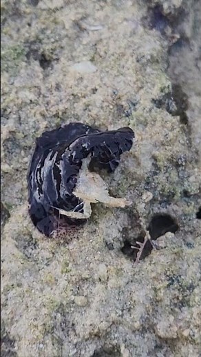 Marine flatworm with crab prey