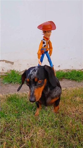 El juguete Nuevo🤠🥰🐶 #perrosalchicha