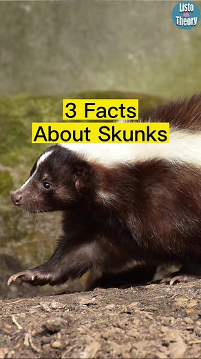 Interesting Facts About Skunks and Their Spray | Nature's True Story