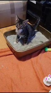 264K views · 4.5K reactions | Dziś kuweta u kotków z hipoplazją...