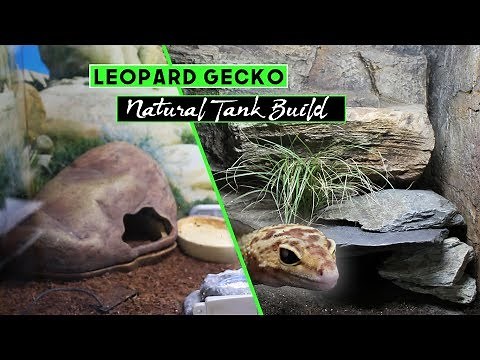 Natural Arid Tank Build // LEOPARD GECKO
