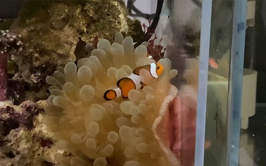 【海缸】超惊喜，微缸里的两条小尼莫配对成功，开始住一个海葵了