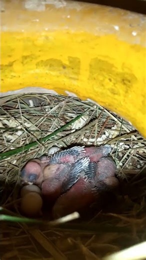 Java Birds Colony❤ #birds #lovebirdsfarming #lovebirds #beauty #lovesigns #breedingpair #birdsounds