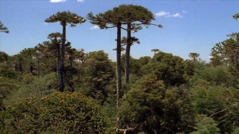 Walking with Dinosaurs (1999 TV documentary miniseries)